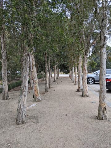 carpark trees