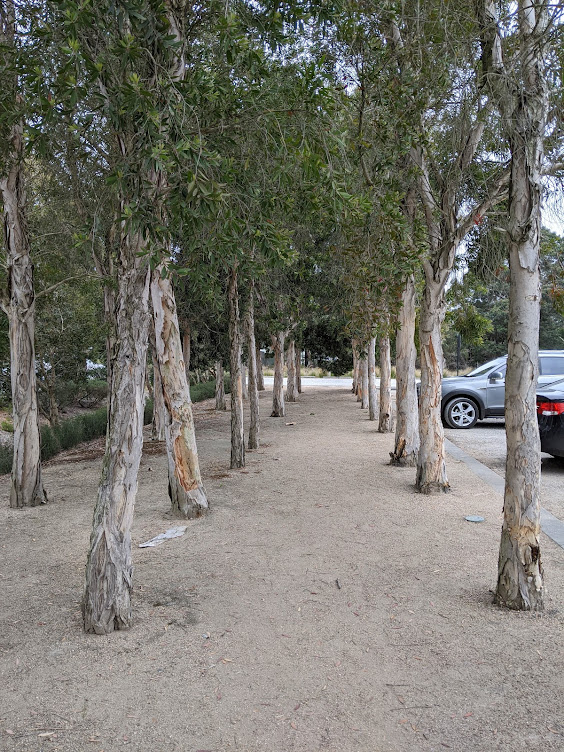 carpark trees