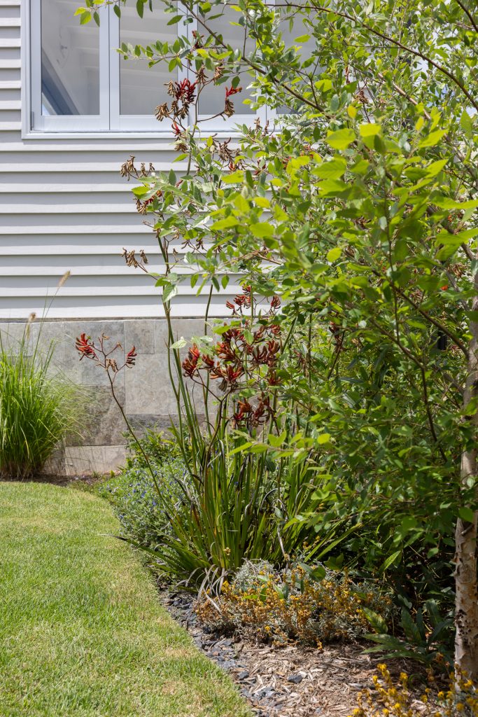 Residential garden native and non native planting