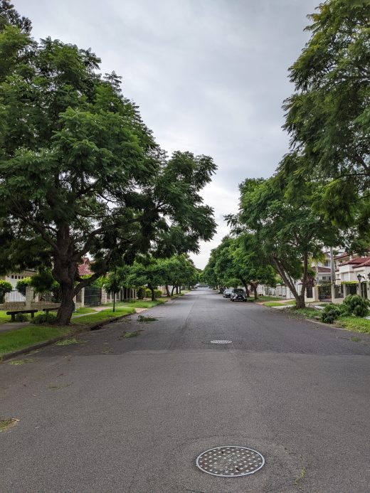Street Trees
