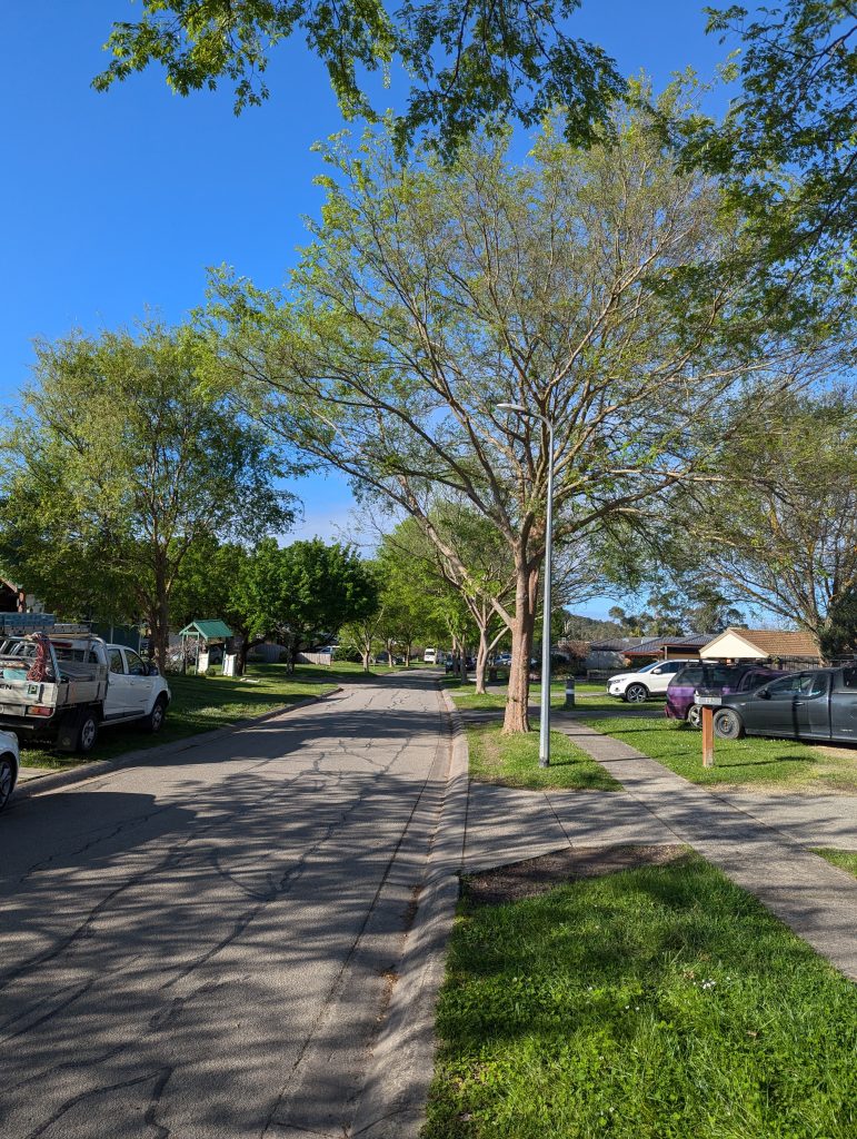 Street Trees